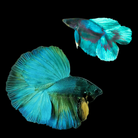 Full Moon Betta Pair Male & Female Turquoise 3cm