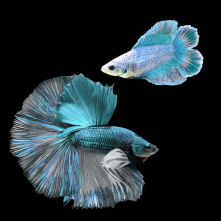 Full Moon Betta Pair Male & Female Turquoise Base 3cm