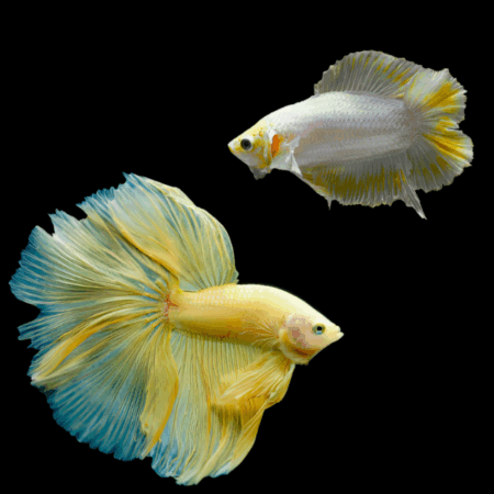 Full Moon Betta Pair Male & Female Yellow Base 3cm