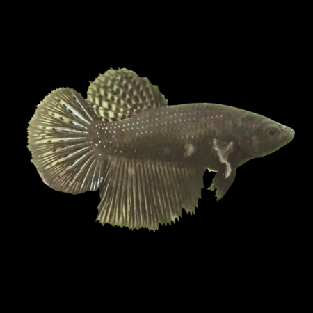 Half Moon Betta Female Black 3cm