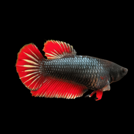 Half Moon Betta Female Black Base 3cm