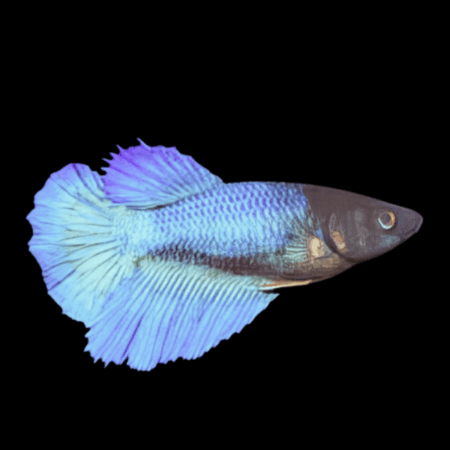 Half Moon Betta Female Blue Base 3cm