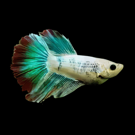 Half Moon Betta Female Green Base 3cm