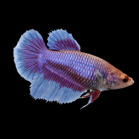 Half Moon Betta Female Purple Base 3cm