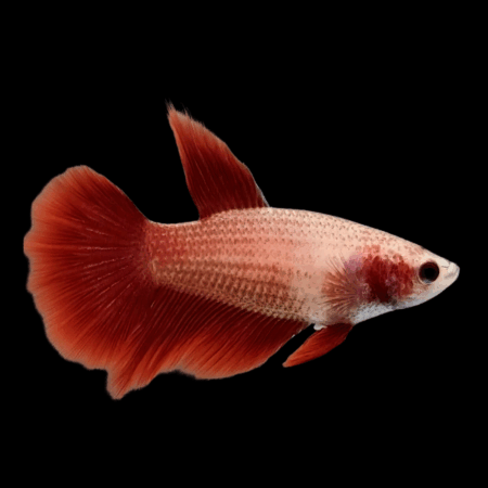 Half Moon Betta Female Red Base 3cm