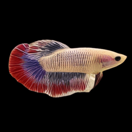 Half Moon Betta Female Tri Colour 3cm