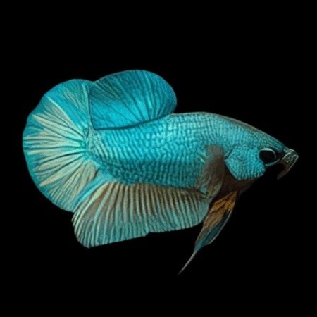 Half Moon Betta Female Turquoise 3cm