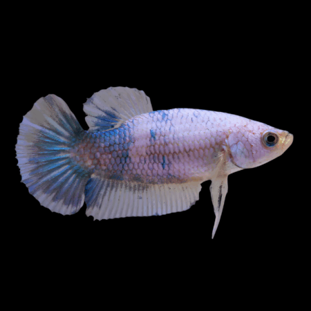 Half Moon Betta Female White Base 3cm