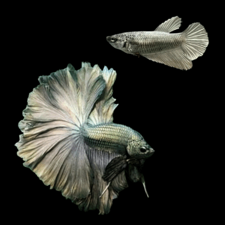 Half Moon Betta Pair Male & Female Copper 3cm
