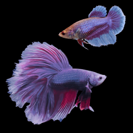 Half Moon Betta Pair Male & Female Purple Base 3cm