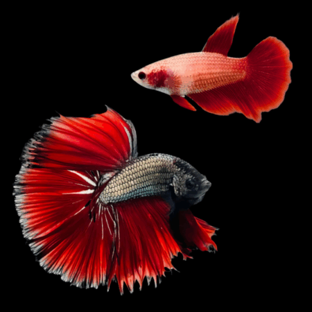 Half Moon Betta Pair Male & Female Red Base 3cm