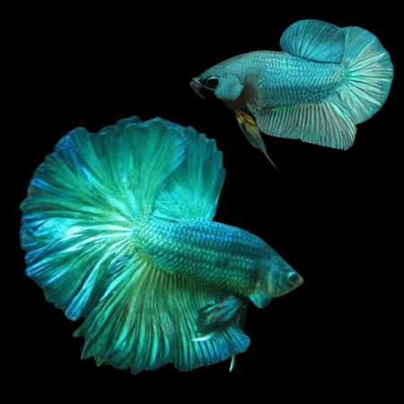 Half Moon Betta Pair Male & Female Turquoise 3cm