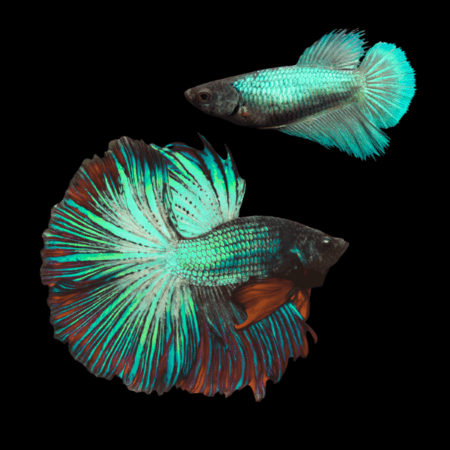 Half Moon Betta Pair Male & Female Turquoise Base 3cm