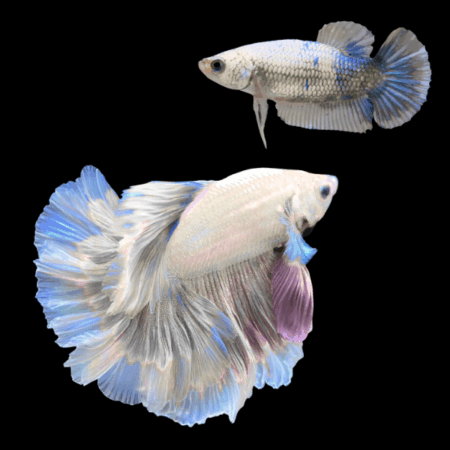 Half Moon Betta Pair Male & Female White Base 3cm