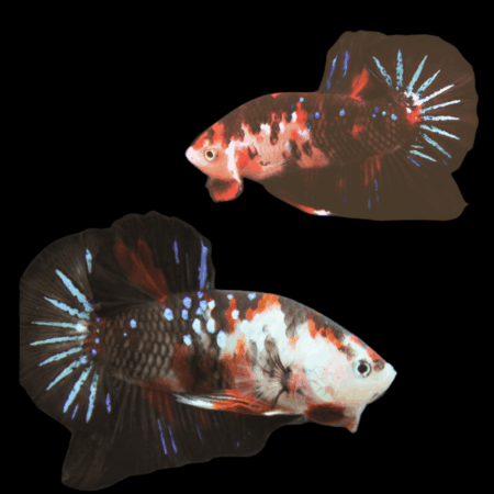 Koi Betta Pair Male & Female Black Base 3cm