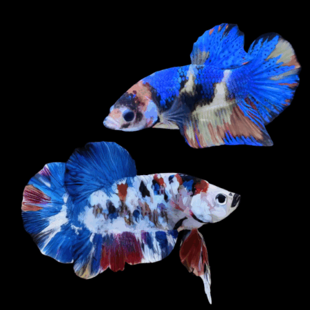 Koi Betta Pair Male & Female Blue Base 3cm