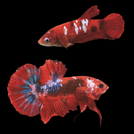 Koi Betta Pair Male & Female Burgundy Base 3cm
