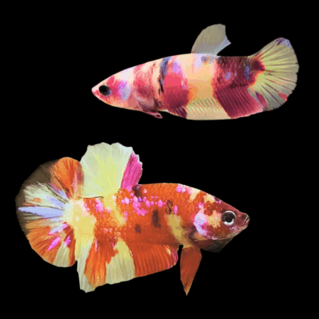 Koi Betta Pair Male & Female Candy 3cm