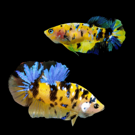 Koi Betta Pair Male & Female Tiger 3cm