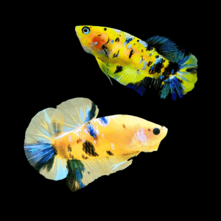 Koi Betta Pair Male & Female Yellow Base 3cm
