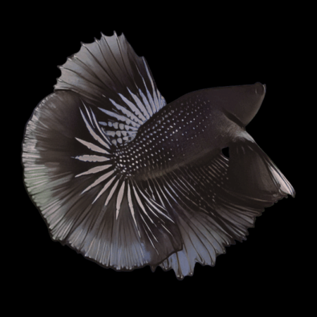 Metallic Half Moon Betta Male Black 3cm
