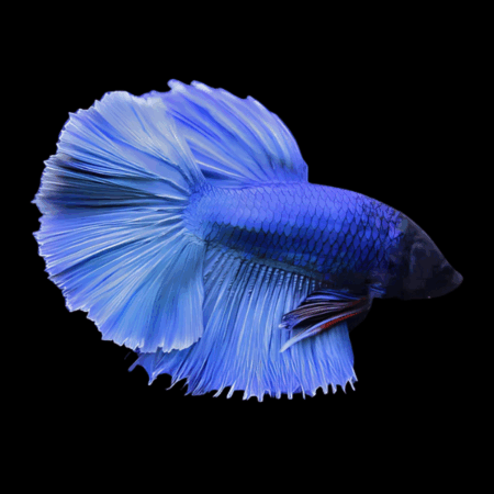 Metallic Half Moon Betta Male Blue 3cm