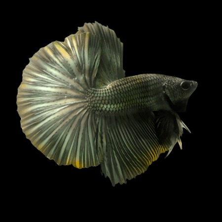 Metallic Half Moon Betta Male Copper 3cm