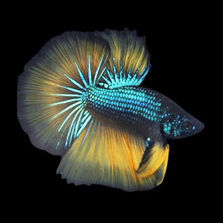 Metallic Half Moon Betta Male Mustard Gas 3cm