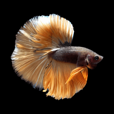 Metallic Half Moon Betta Male Orange Base 3cm