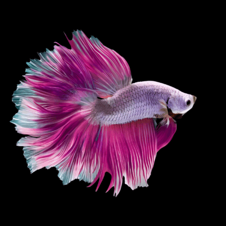 Metallic Half Moon Betta Male Purple Base 3cm