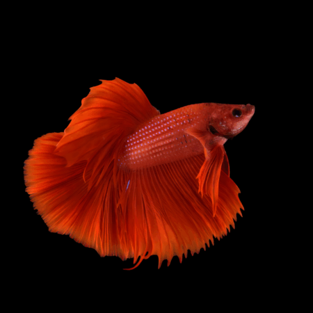 Metallic Half Moon Betta Male Red 3cm