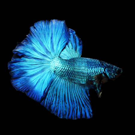 Metallic Half Moon Betta Male Turquoise 3cm