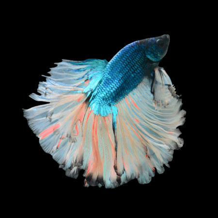 Metallic Half Moon Betta Male Turquoise Base 3cm