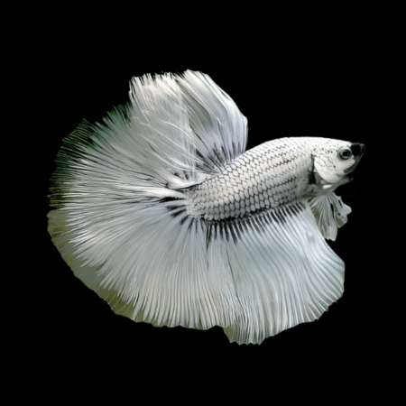 Metallic Half Moon Betta Male White Base 3cm
