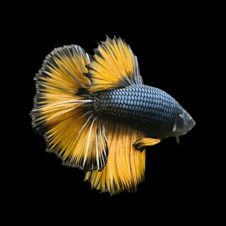 Metallic Half Moon Betta Male Yellow Base 3cm