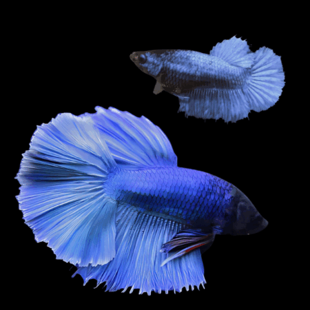 Metallic Half Moon Betta Pair Male & Female Blue 3cm