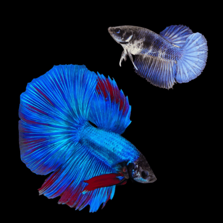 Metallic Half Moon Betta Pair Male & Female Blue Base 3cm