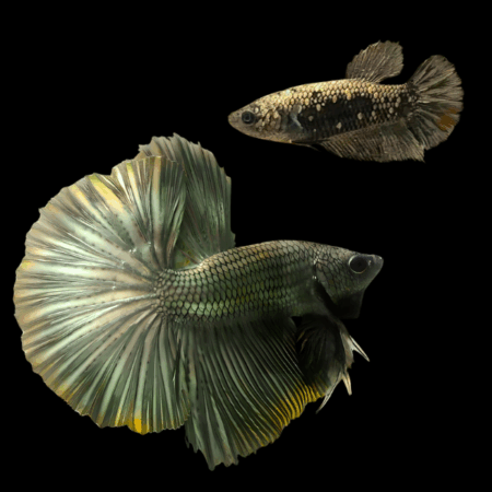 Metallic Half Moon Betta Pair Male & Female Copper 3cm