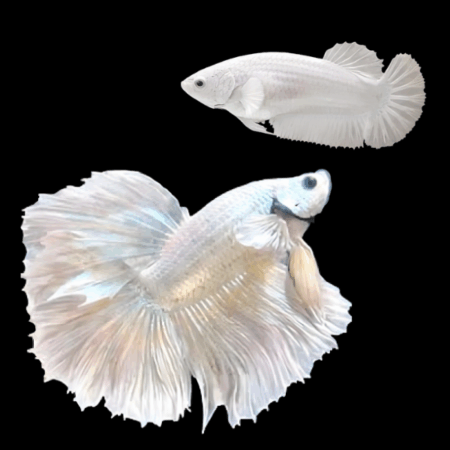 Metallic Half Moon Betta Pair Male & Female Platinum 3cm