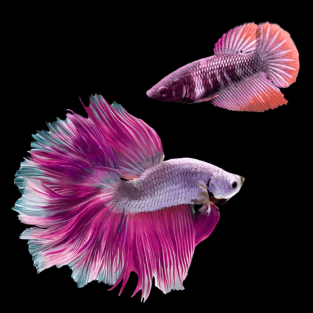 Metallic Half Moon Betta Pair Male & Female Purple Base 3cm