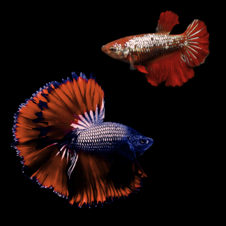 Metallic Half Moon Betta Pair Male & Female Red Base 3cm