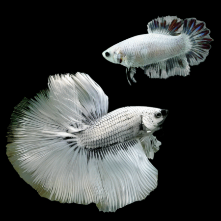 Metallic Half Moon Betta Pair Male & Female White Base 3cm