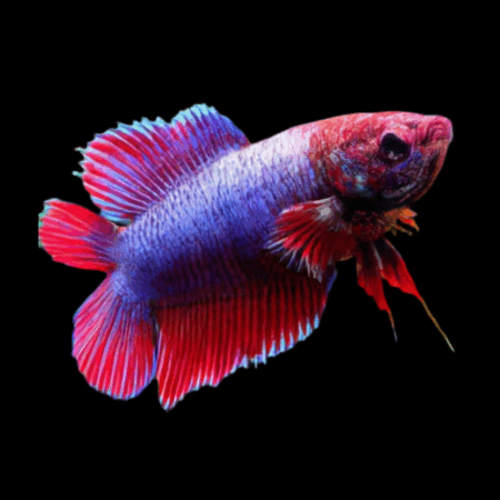 Premium Betta Female Double Tail Red & Blue Based 3cm