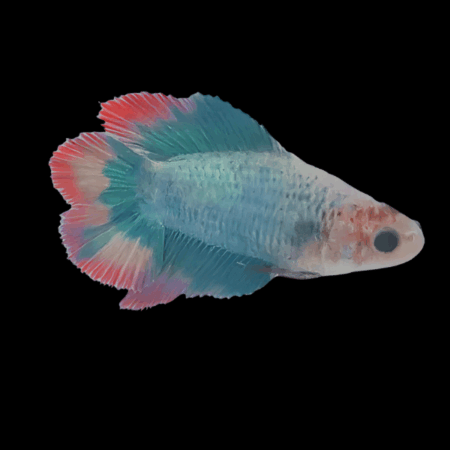 Premium Betta Female Double Tail Turquoise Based 3cm