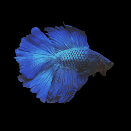 Premium Betta Male Double Tail Blue Based 3cm