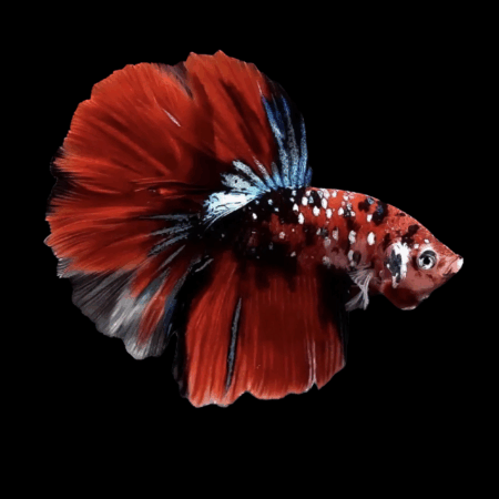 Premium Betta Male Double Tail Koi 3cm