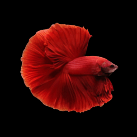 Premium Betta Male Double Tail Red Based 3cm
