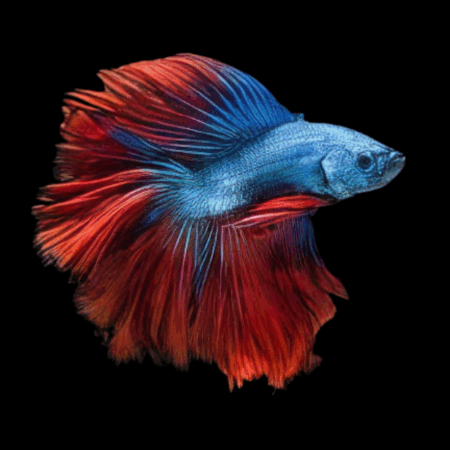 Premium Betta Male Double Tail Red & Blue Based 3cm