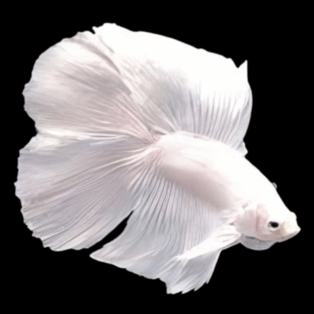 Premium Betta Male Double Tail White Based 3cm