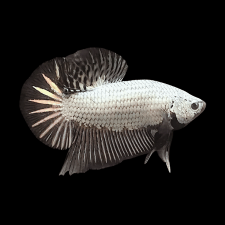 Premium Betta Male Dragon Black Based 3cm